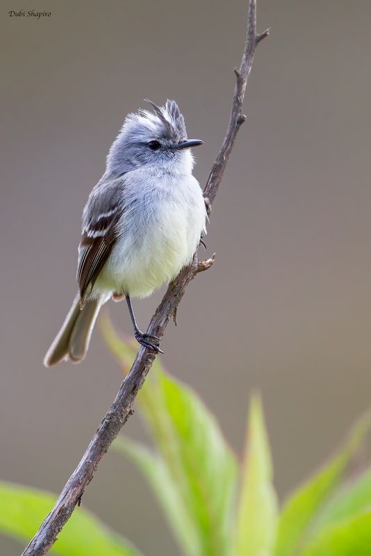 White-crested Tyrannulet