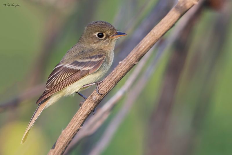 Western Flycatcher