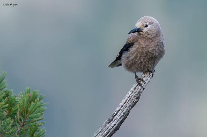 Clark's Nutcracker