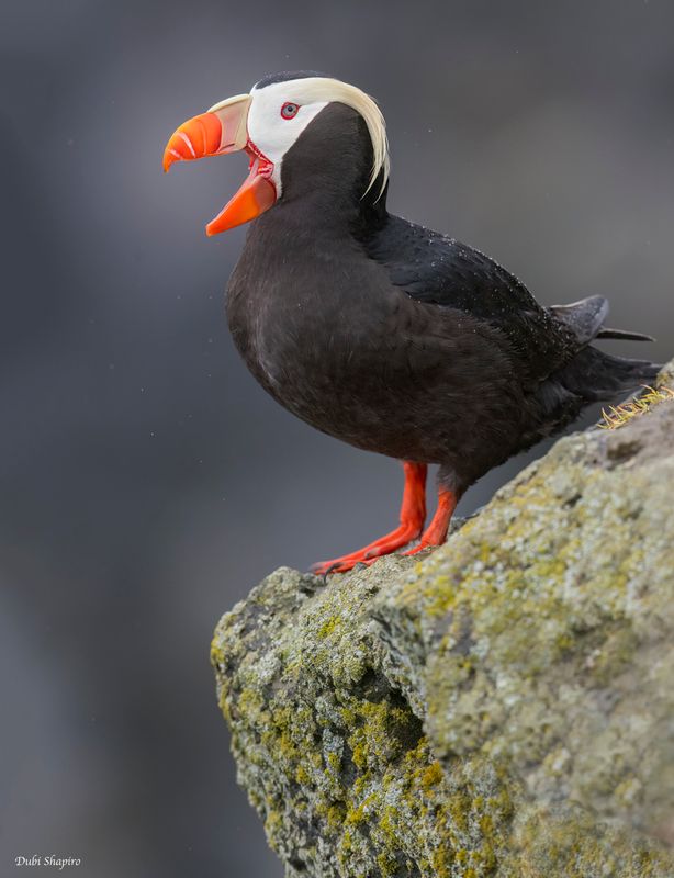 Tufted Puffin 