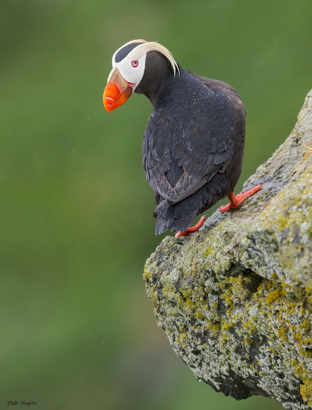Tufted Puffin 