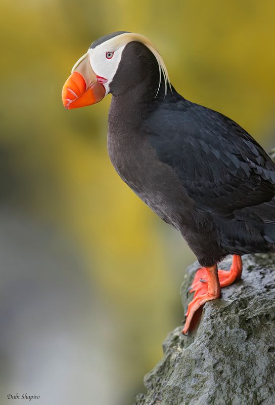 Tufted Puffin 
