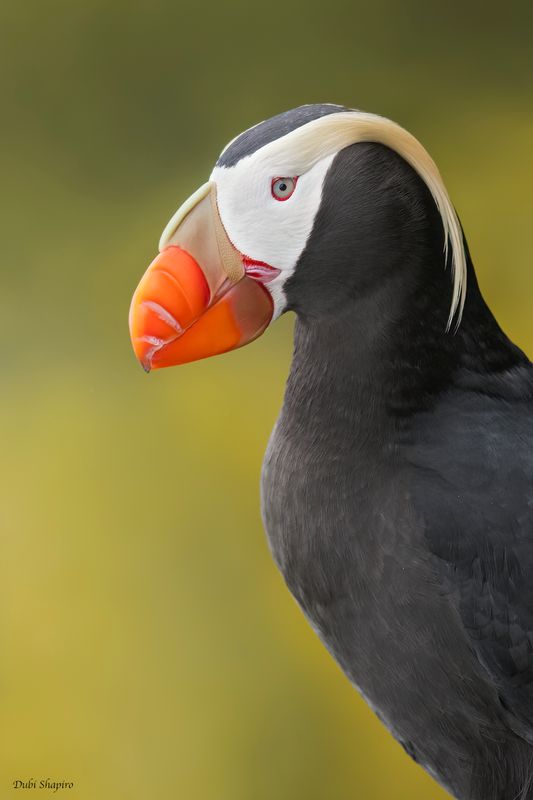 Tufted Puffin