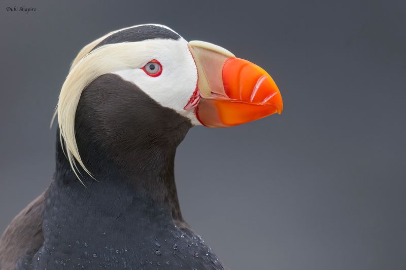 Tufted Puffin 