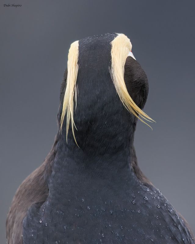 Tufted Puffin 