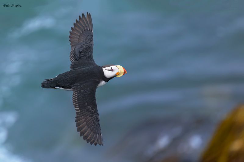 Horned Puffin