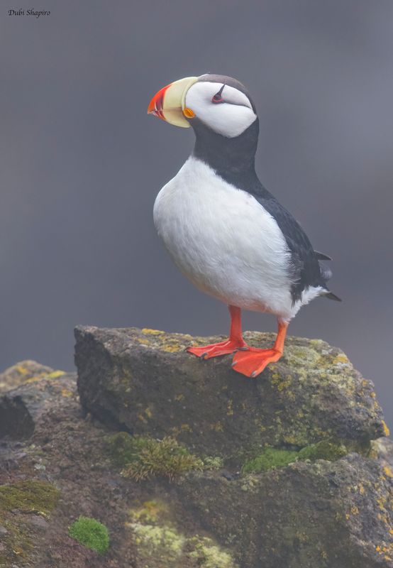 Horned Puffin 