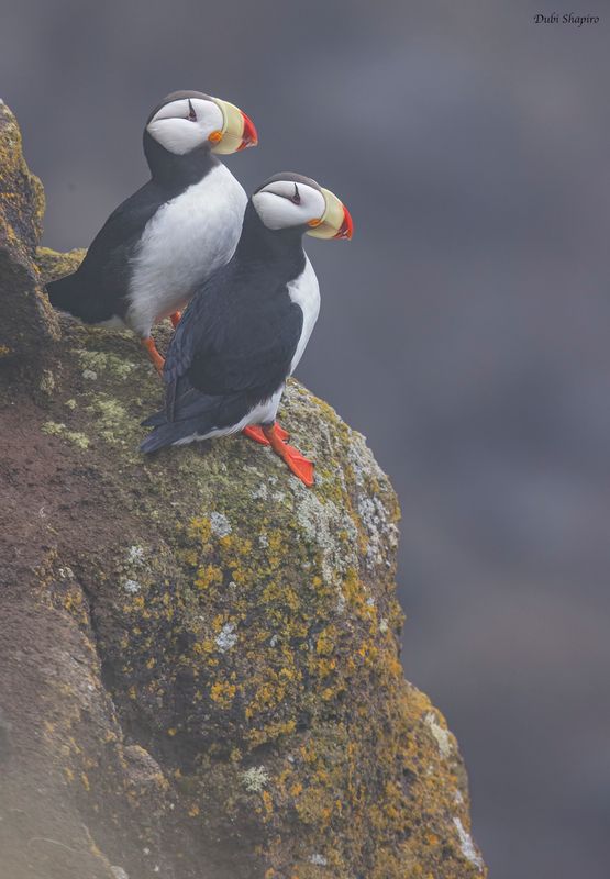 Horned Puffin 