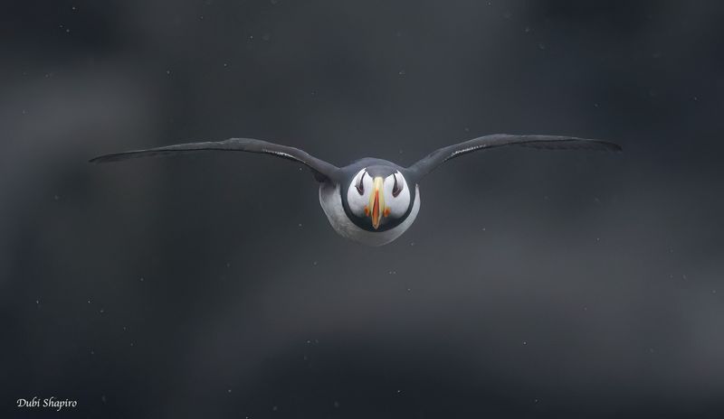 Horned Puffin 