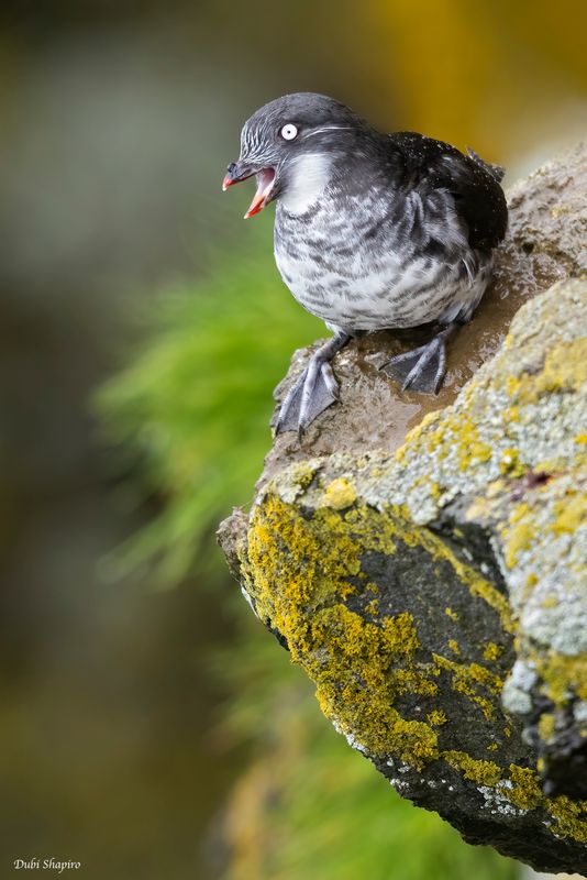 Least Auklet 