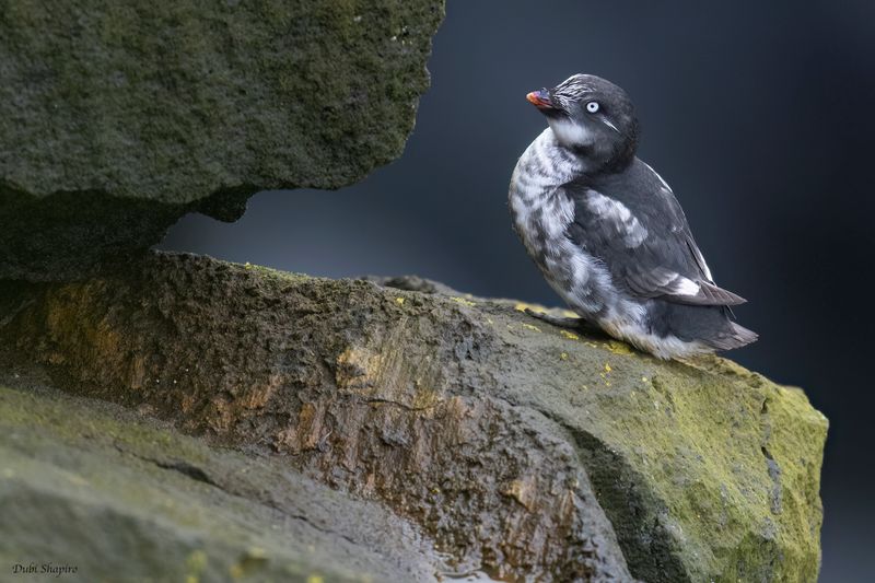 Least Auklet 