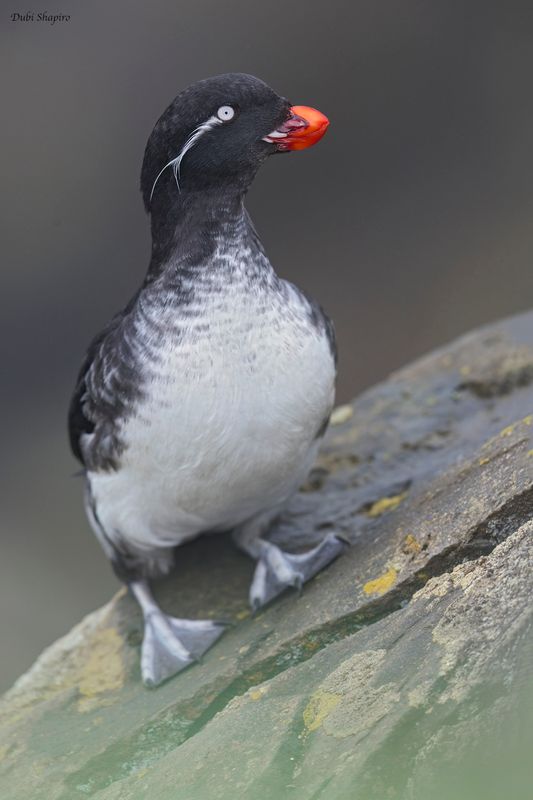 Parakeet Auklet 