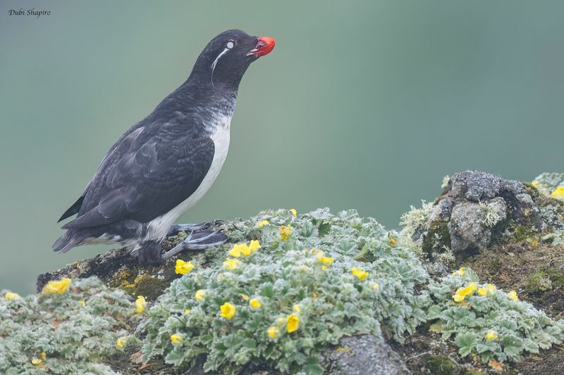 Parakeet Auklet 
