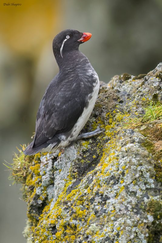 Parakeet Auklet 