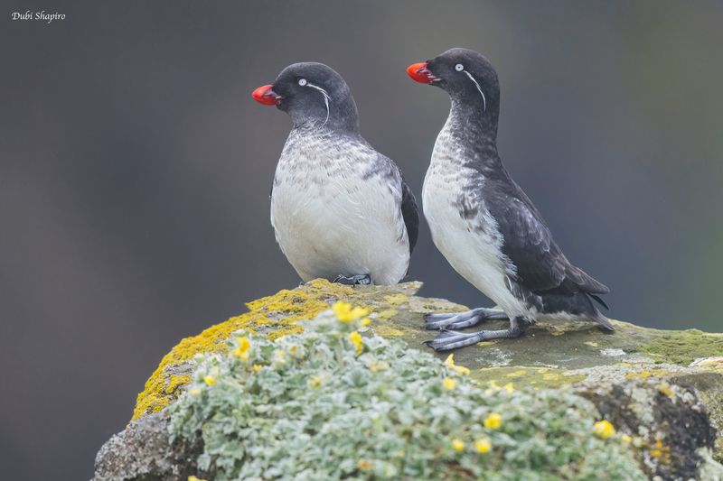 Parakeet Auklet 