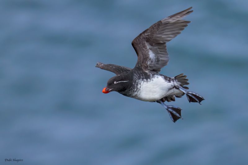 Parakeet Auklet