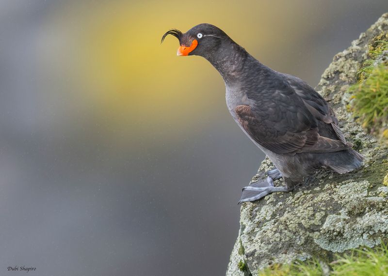 Crested Auklet 