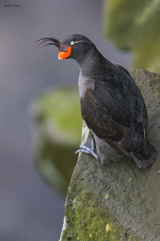 Crested Auklet 