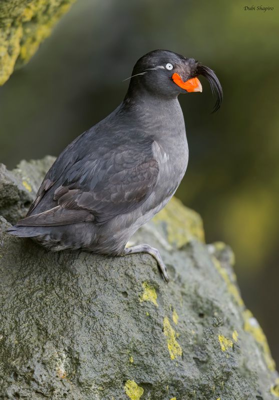 Crested Auklet 