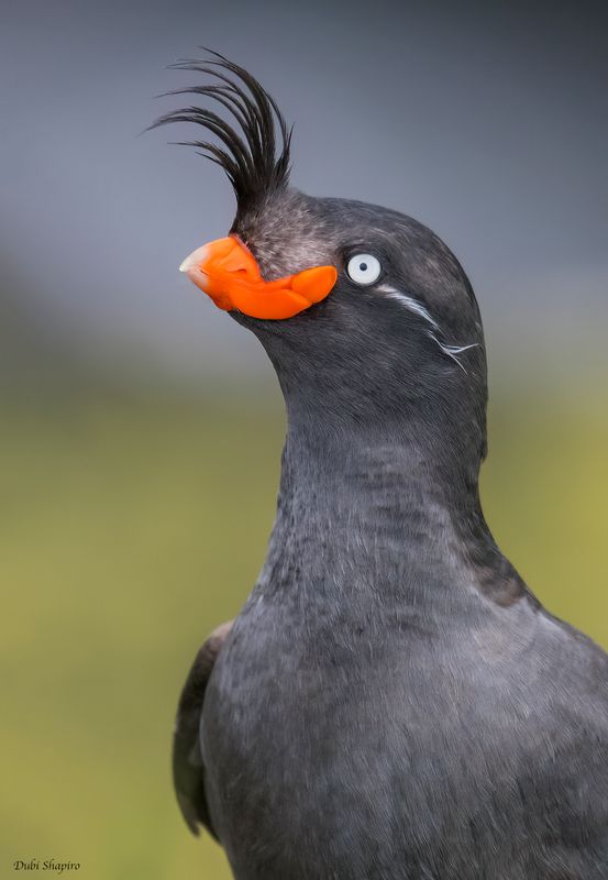Crested Auklet 