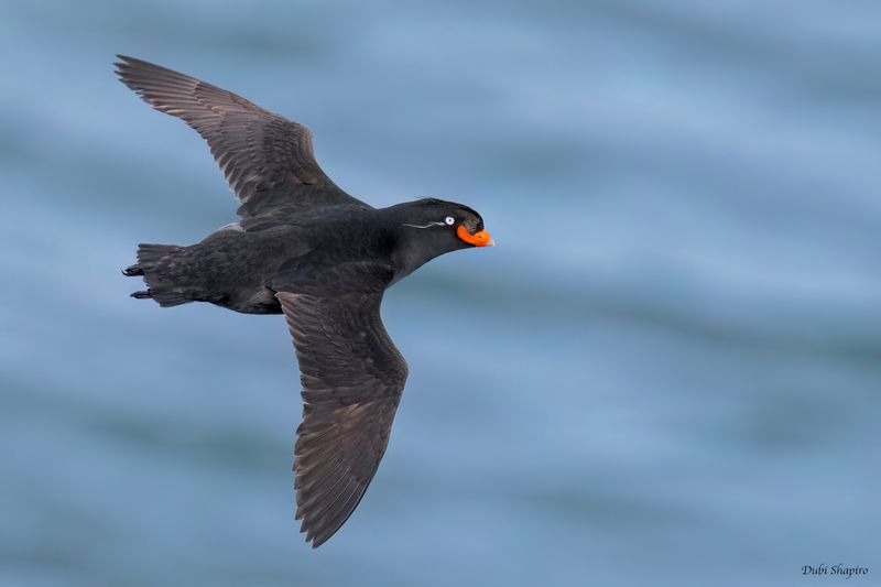 Crested Auklet 