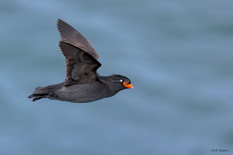 Crested Auklet 