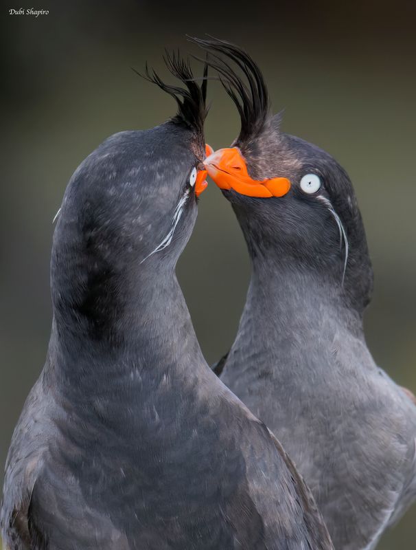 Crested Auklet 