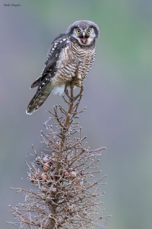 Northern Hawk Owl 