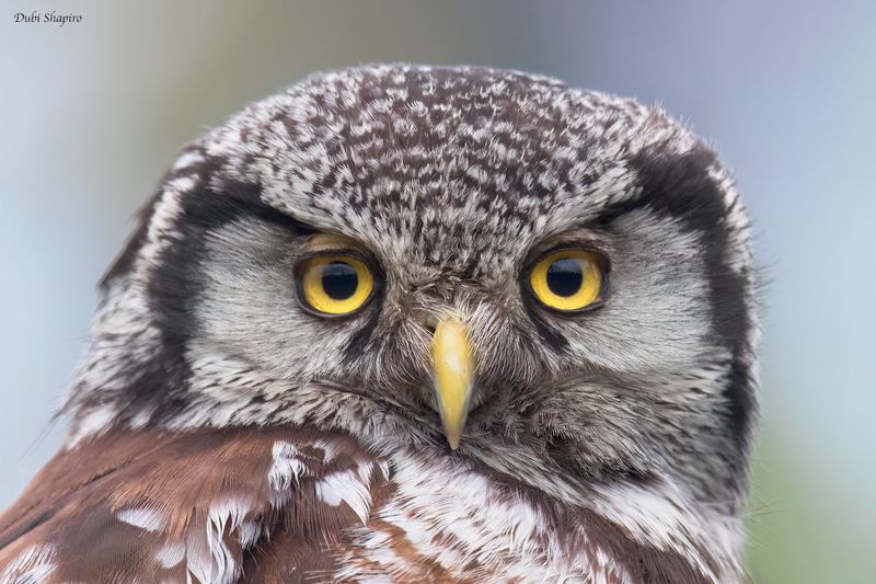 Northern Hawk Owl 