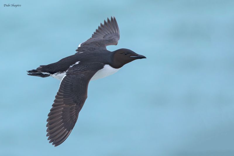 Thick-billed Murre