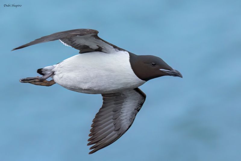 Thick-billed Murre 