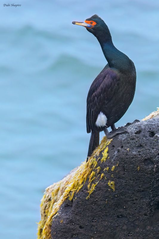 Red-faced Cormorant