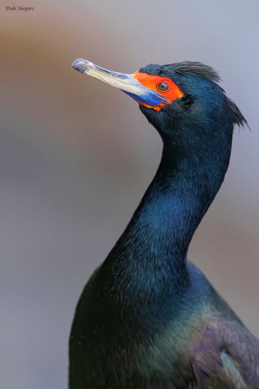 Red-faced Cormorant 