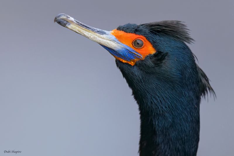Red-faced Cormorant 