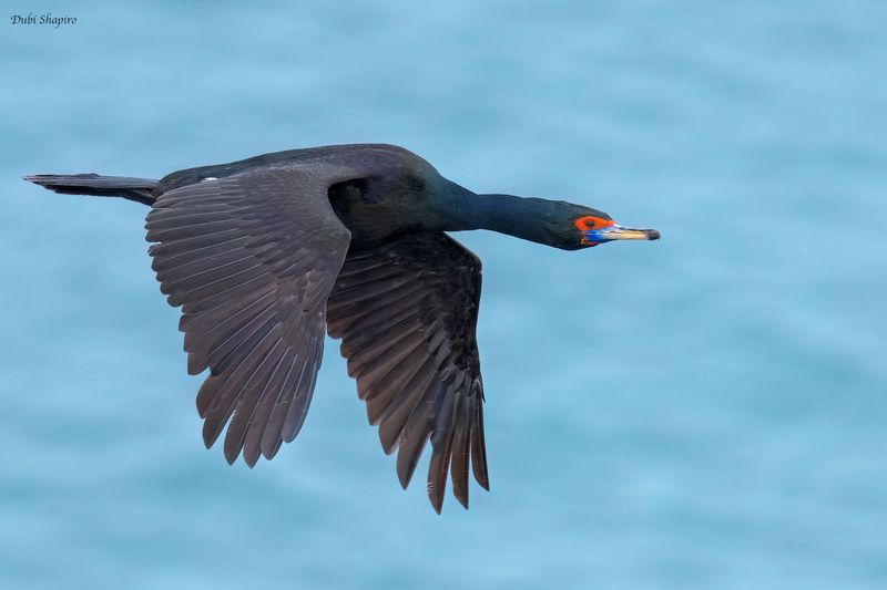 Red-faced Cormorant 