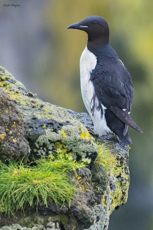 Thick-billed Murre 