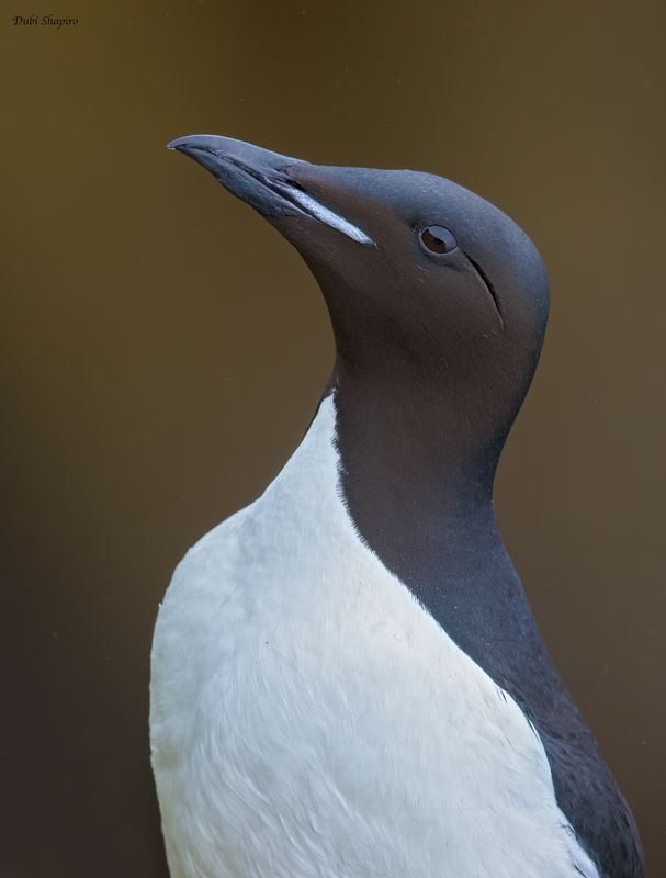 Thick-billed Murre 