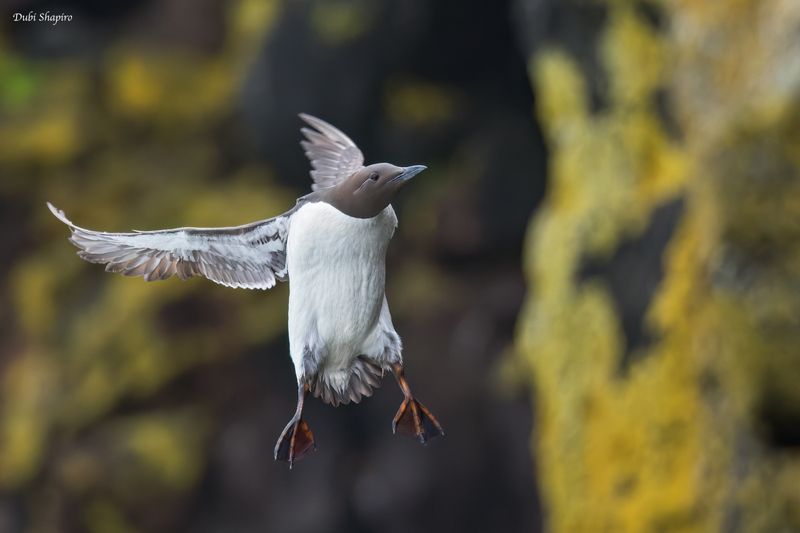 Common Murre