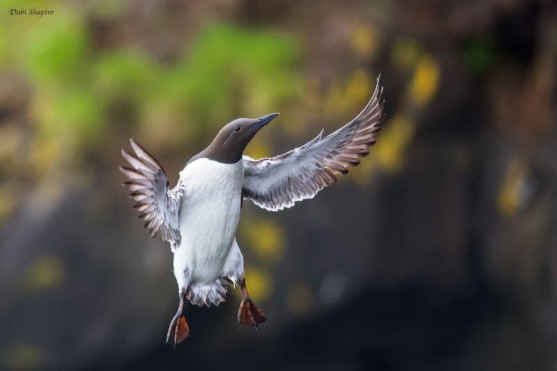 Common Murre 