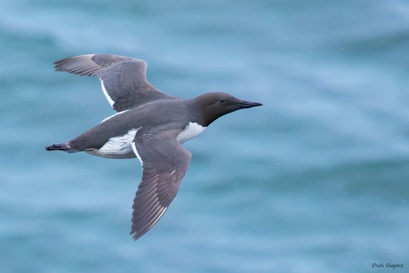 Common Murre 