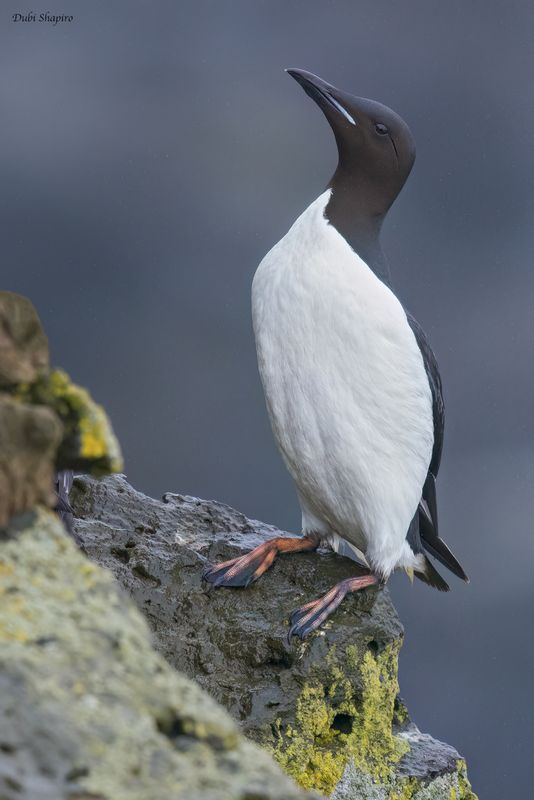 Thick-billed Murre 