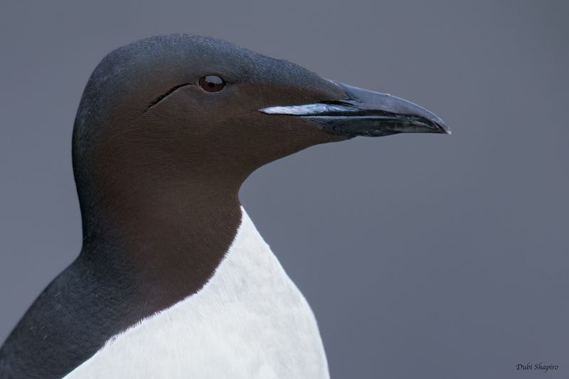 Thick-billed Murre 