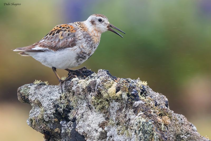 Rock Sandpiper