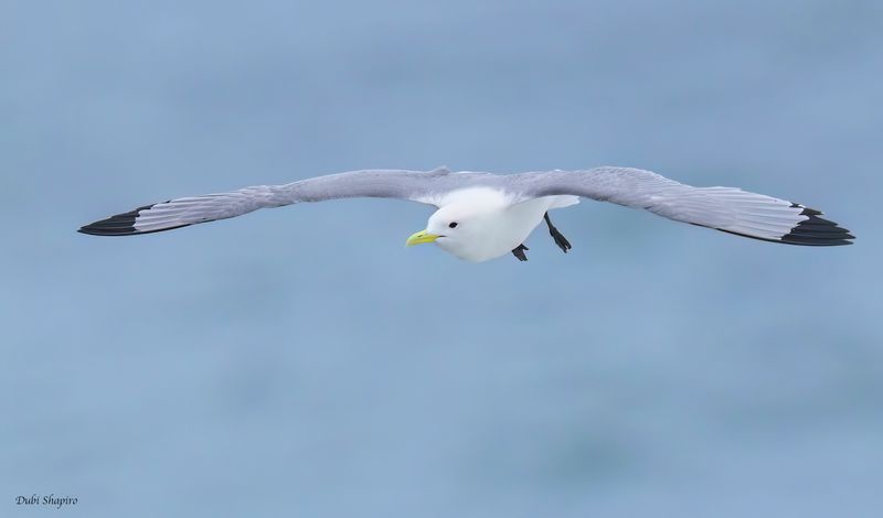 Black-legged Kittiwake