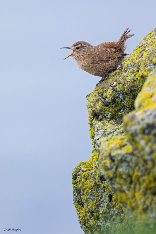 Pacific Wren