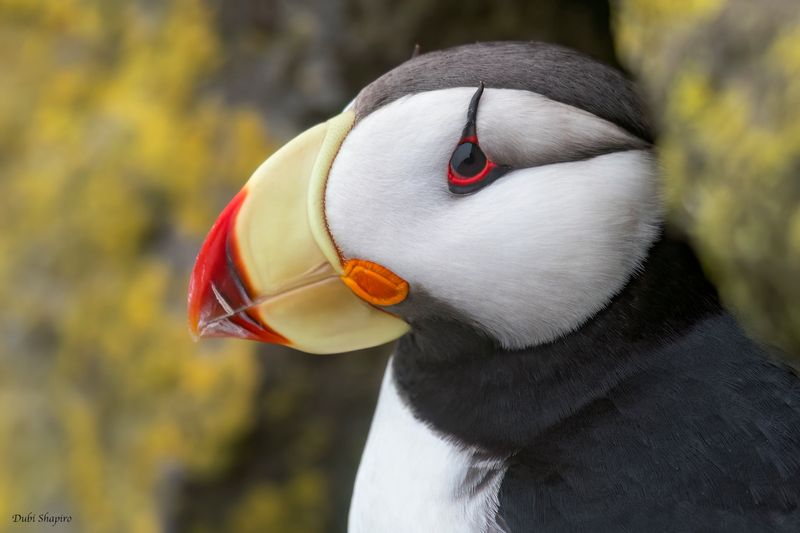 Horned Puffin 