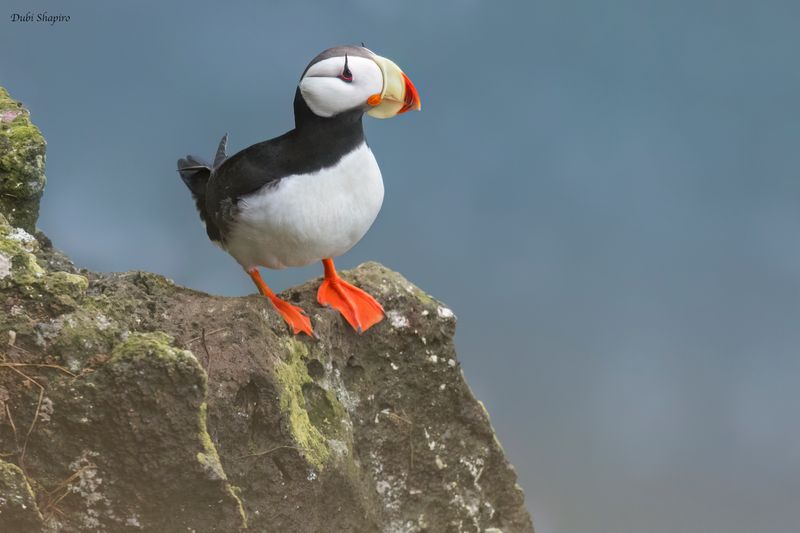Horned Puffin 