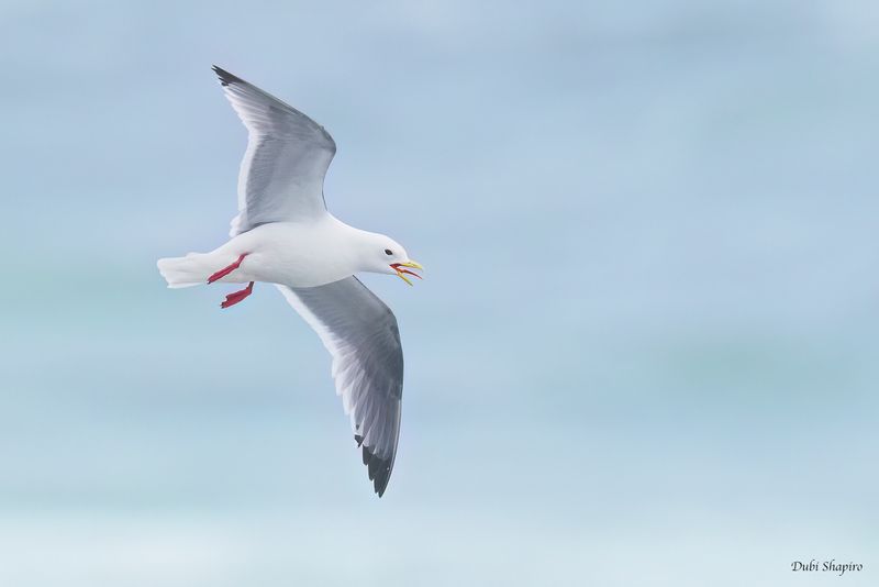 Red-legged Kittiwake 