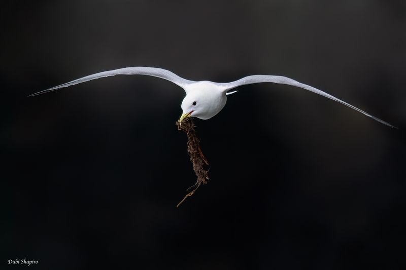 Black-legged Kittiwake 