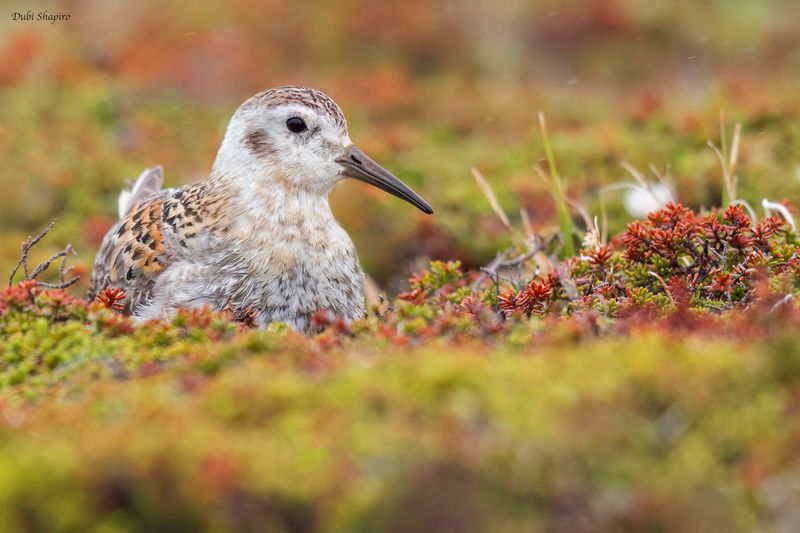 Rock Sandpiper 